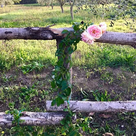 La Goiaba 西尼加利亚