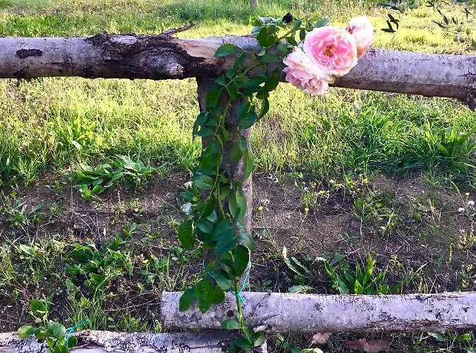 La Goiaba Сенігаллія