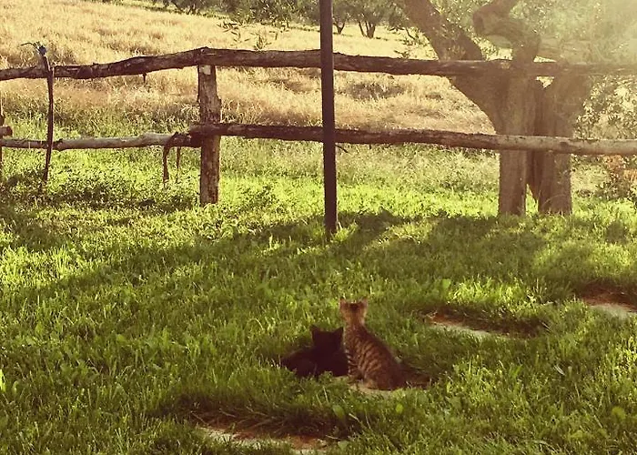 La Goiaba Готель типу 